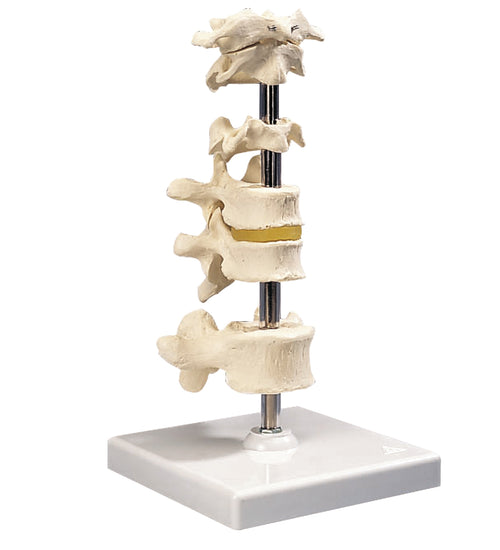 6 mounted vertebrae with removable stand