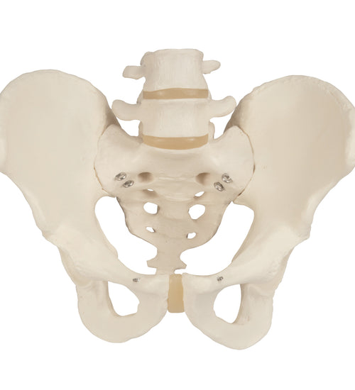 Male Pelvic Skeleton