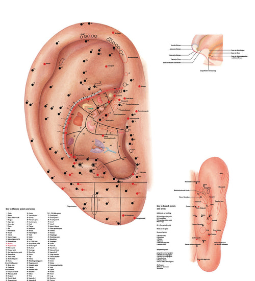 Acupuncture Ear