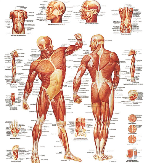 Musculature