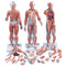 1/2 Life-Size Complete Dual Sex Muscle Model, 33-part