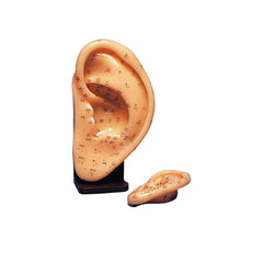 Acupuncture Ear Model